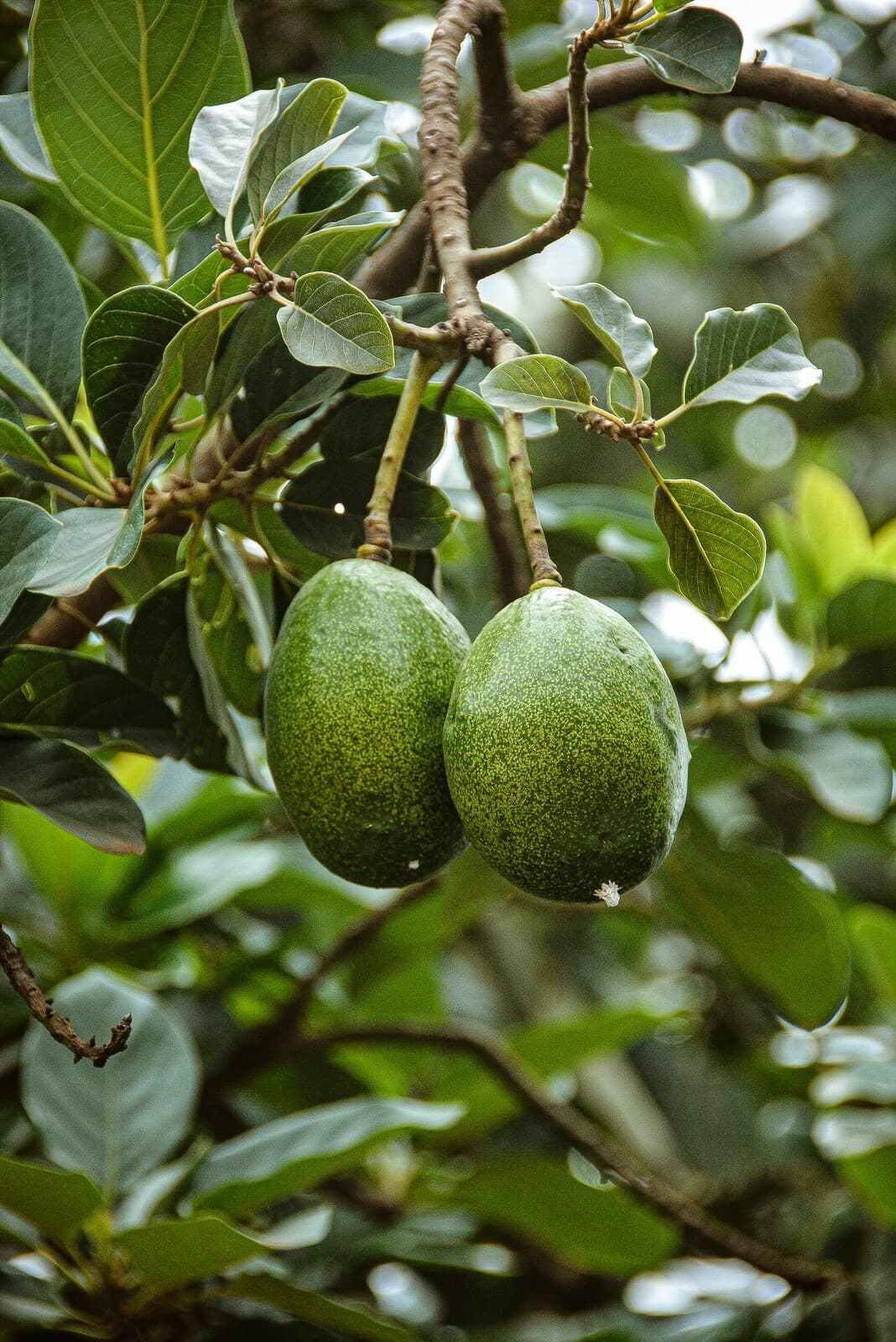 Organic Kenyan Avocados