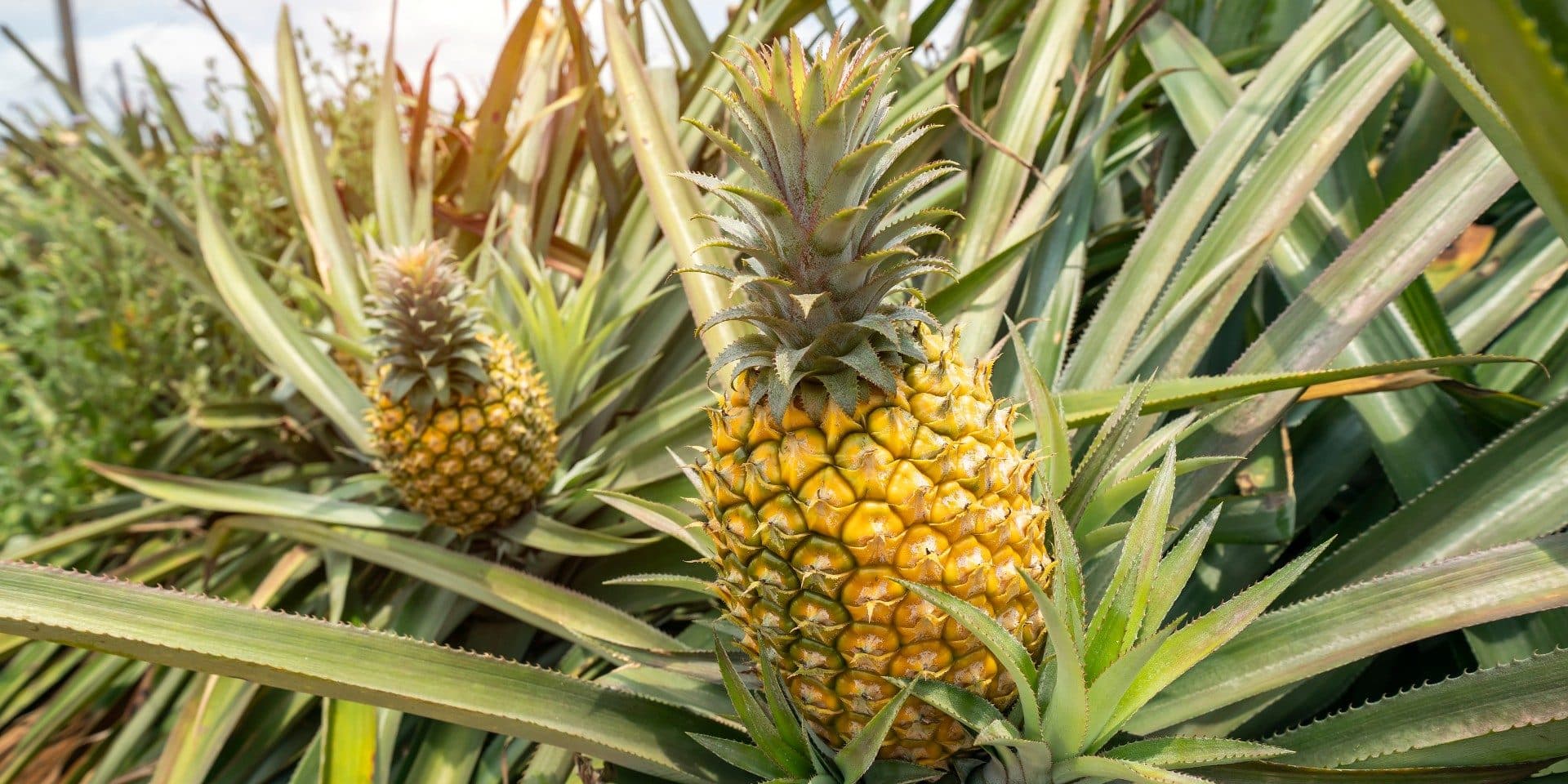 Kenyan Pineapples