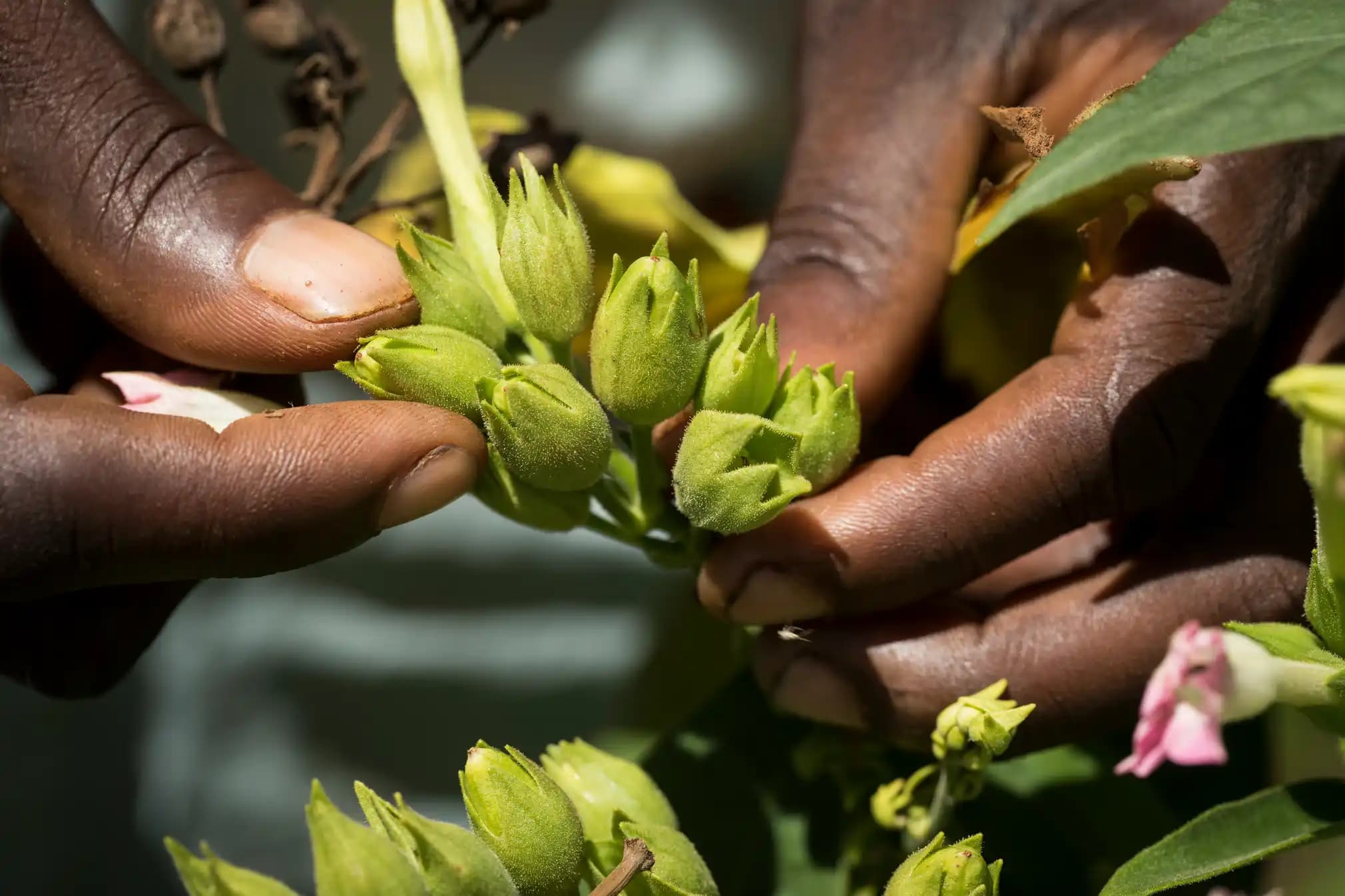 Kenyan Tobacco